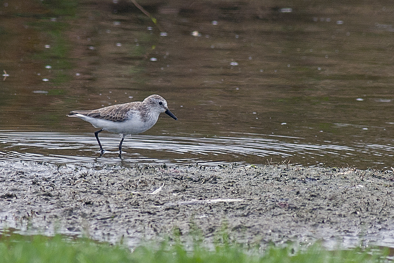 Semipalmated Sandpiper — Ana fotoğraf